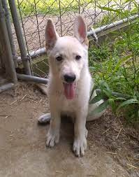 Known for their health, longevity, and exceptional people skills, polarbear shepherds have short coats, straight backs, mellow, affectionate, and playful temperaments, love wate White Shepherd Puppies For Sale Brant Mi 300069
