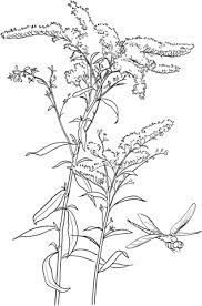 Common Goldenrod Coloring Page Printable Flower Coloring Pages Flower Coloring Pages Flower Drawing
