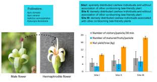 Bees are one of the most important insects for pollination, and now with the increased use of pesticides on crops, the bee populations are in decline. Sahcy9pabhwxnm