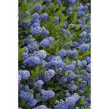 Shop california privet hedge, ligustrum ovalifolium, online. Monrovia Blue Victoria California Lilac Flowering Shrub In Pot With Soil In The Shrubs Department At Lowes Com