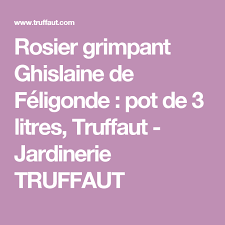 Rosier Grimpant Ghislaine De Feligonde Pot De 3 Litres Truffaut Jardinerie Truffaut Rosier Grimpant Rosier Jardinerie Truffaut