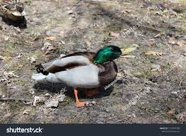 49 Cock Duck Protects Images, Stock Photos, 3D objects, & Vectors |  Shutterstock