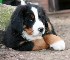 Kunnen jullie ons een w hd. Berner Sennen Dierenhof Debrabandere Hondenfokker Bavikhove Puppy S Te Koop
