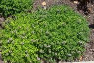 Image result for Falkia