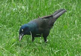 Register for an account to take part in. Common Grackle