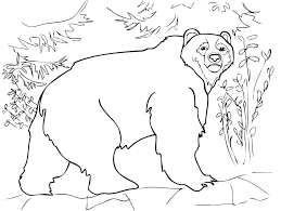 Simply do online coloring for drawing brown bear coloring pages directly from your gadget, support for ipad, android tab or using our web feature. Printable Eurasian Brown Bear Coloring Page For Both Aldults And Kids