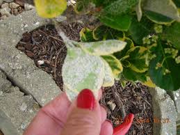 Identifiees Cochenilles Oidium Ou Cochenilles Au Jardin Forum De Jardinage En 2020 Oidium Cochenille Arbuste