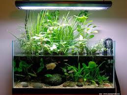 Riparium Definition Et Explications Idee Deco Aquarium Deco Aquarium Aquarium Decoration