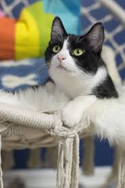 blue girls room cats cat love beautiful cats
