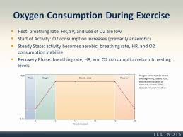 Oxygen Consumption During Exercise