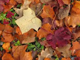 Harvest leaves fabric by half yard, fat quarter, fall leaves acorns cotton fabric by fat quarter or 1/2 yard. What Should I Do With All The Fallen Leaves In My Backyard Your Connection To Wildlife