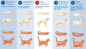 With cats, the best way to find out if they are overweight or not is a trip to the vet. My Cat Is Gaining Too Much Weight How Often Should I Be Feeding Her Pets Stack Exchange