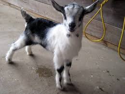 French Alpine Buckling Zade Alpine Goats Goats Goat Kidding