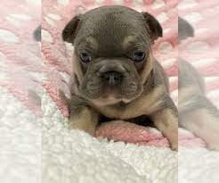 Because of their short face, most frenchies snort, snuffle, wheeze, grunt, and snore loudly. View Ad French Bulldog Litter Of Puppies For Sale Near California Sacramento Usa Adn 200352