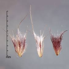 Image result for Cenchrus polystachios