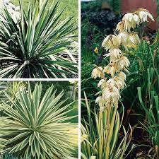 Yucca Adam S Needle Yucca Filamentosa My Garden Life