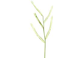 Image result for Paspalum scrobiculatum