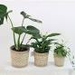 Think Green Thursday: House Plants