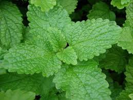 Melisa Otu Ozellikleri Lemon Balm Herbs Medicinal Herbs