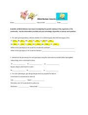 Spongebob squarepants is an animated sponge based character that lives under the sea. Sponge Bob Punnett Squares Worksheet Name Alex Baghdaian Class Biology Period 6 Date Bikini Bottom Genetics Scientists At Bikini Bottoms Have Course Hero
