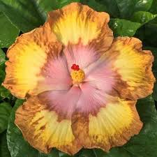 Image result for Hibiscus seineri