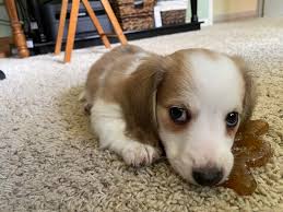 They are well known for their playful nature and high energy level. Everyone Meet Buster He S A Longhaired English Cream Piebald Mini Dachshund