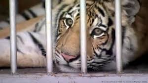 Beste feroce à poil moucheté, dont la teste a de la ressemblance avec celle d un chat. Capturan A Un Tigre De Bengala Que Llevaba Una Semana Deambulando Por Un Barrio Estadounidense El Mundo Dw 17 05 2021
