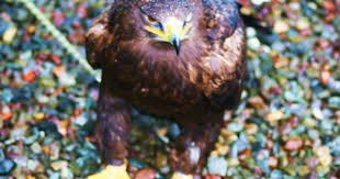 Russian Steppe Eagle Steppe Eagle Eagles