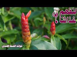 لــنـفـهــم غــذائــنـــا youtube vegetables food carrots