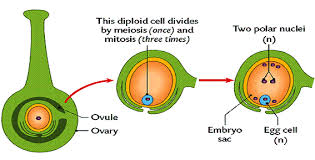 the structure and functions of flowers structure and function function structures