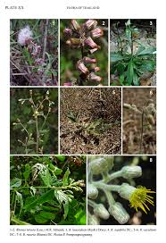 Image result for Blumea squarrosa