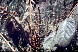 Image result for Brucea antidysenterica