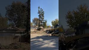We get less than 12 inches of precipitation per year (boise, idaho). When A Tree Falls In Boise Idaho Youtube