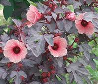 Edible dried flowers, dried petals, 62 types! Cranberry Hibiscus Growing Information