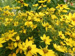 Image result for Stemodiopsis