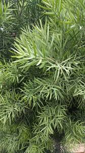 Image result for Afrocarpus falcatus