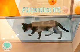 Everything Feline Since 2011 With Cat Expert Author Layla Morgan Wilde Cat Adoption Cats Feline