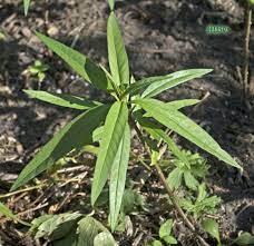 Starting Milkweed Seeds Indoors Part 2 Milkweed Seeds Milkweed Milkweed Plant