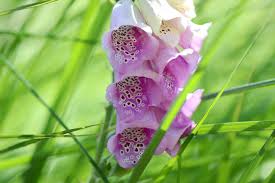 Check spelling or type a new query. Are Foxgloves Poisonous To Touch Beautiful But Deadly Garden Doctor