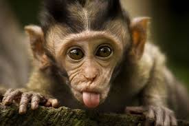 The Taming The Tongue Chapel Happy Home Fairy Monkeys Funny Funny Animals Funny Animal Videos