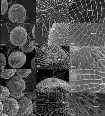 Image result for Kotschya uguenensis