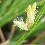 Image result for Cyperus laevigatus