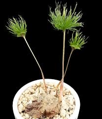 Image result for Eriospermum