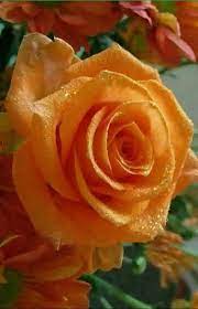 Check spelling or type a new query. Image Result For Most Beautiful Flower Wallpaper Download Beautiful Rose Flowers Beautiful Flowers Most Beautiful Flowers