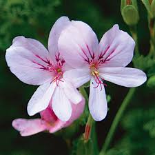 Image result for Pelargonium