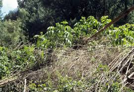 Image result for Oldeania alpina