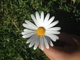 Daisy flower flowers michael shannon james corden. Pretty Daisies Animated Gifs