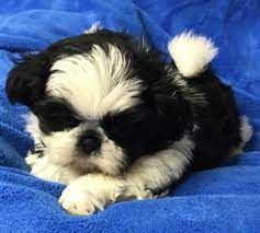 Let one of these shih tzu puppies warm your heart today! Robert Pierce