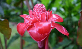 Flora Plants Of The Daintree Rainforest Endangered Plants Rainforest Plants Amazon Rainforest Plants