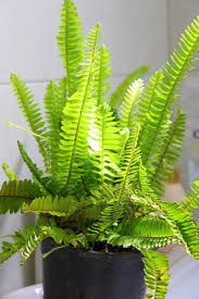 It's always lovely to read about these. The Ultimate Guide To Indoor Fern Varieties Houseplant Resource Center